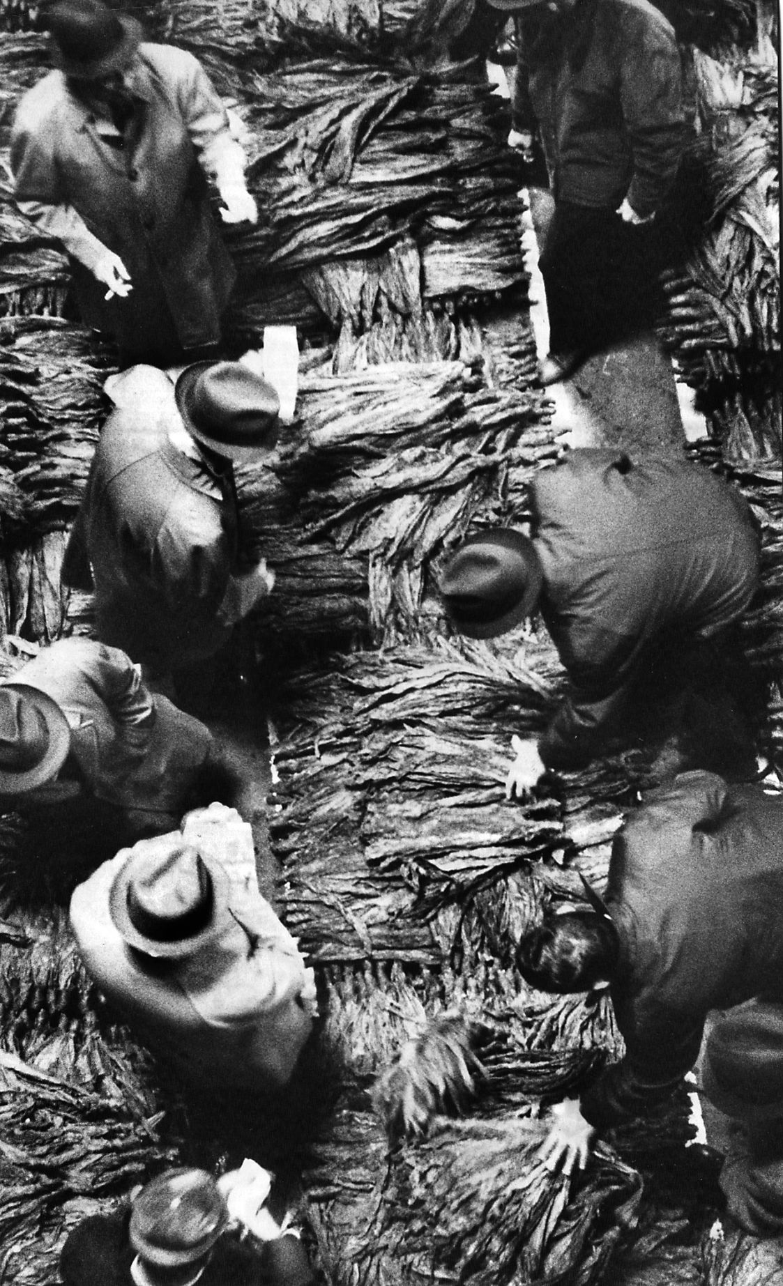 1966-12-06 tobacco.jpg